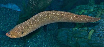 Morey eel swimming free