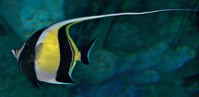 Moorish Idol