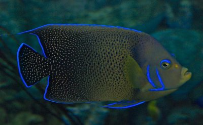 Semicircle angelfish