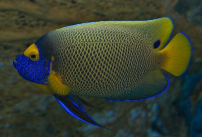 Blueface Angelfish / Pomacanthus xanthometopon