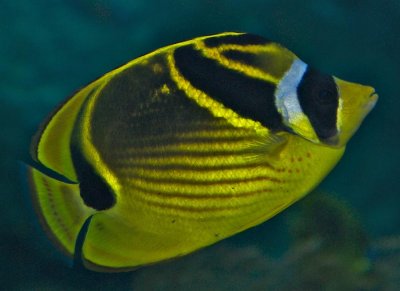 Racoon Butterflyfish