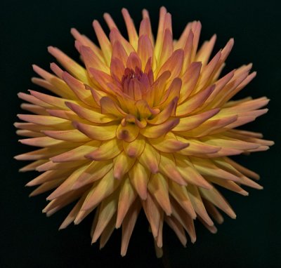 Dahlia