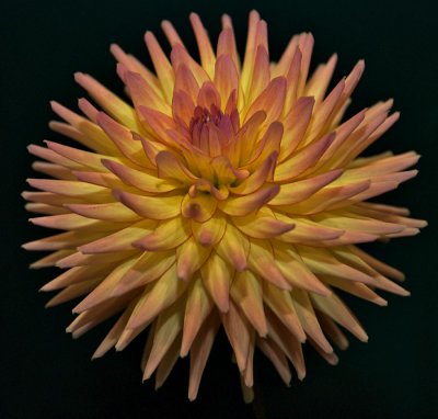 Dahlia