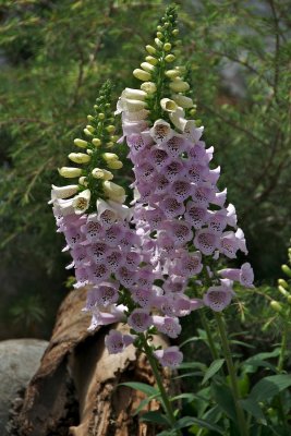 Foxglove