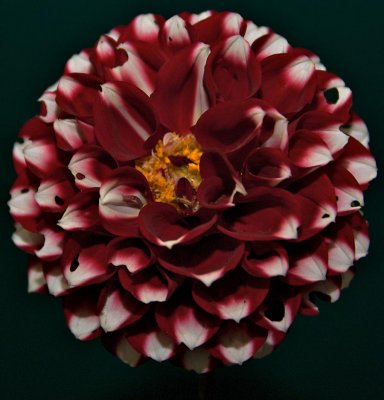 Dahlia