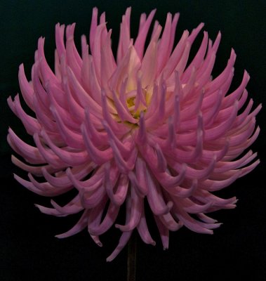 Dahlia