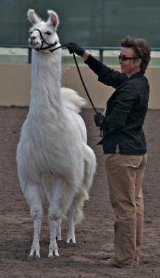 Llama with handler