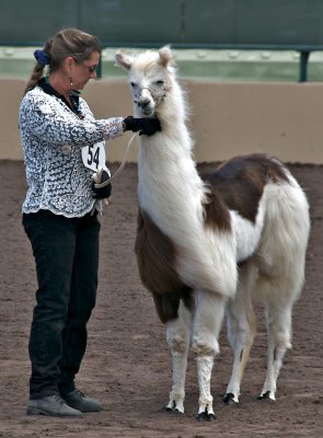 Llama with handler