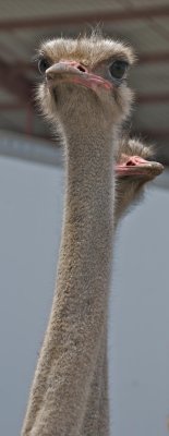 Ostrich