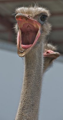 Vocal Ostrich