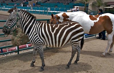 A Zebra and a Paint