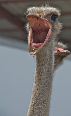 A Vocal Ostrich