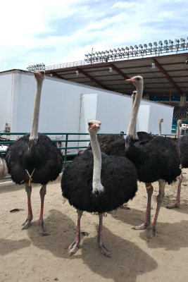 Ostrich