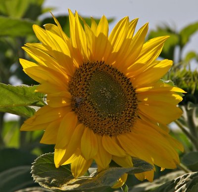 Sunflower (infield gardens)