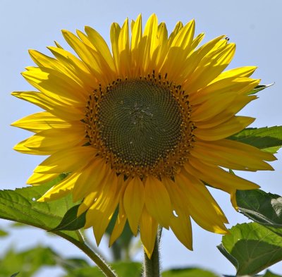 Sunflower (infield gardens)