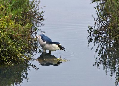 Night Heron w/ Catch