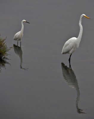 Egrets