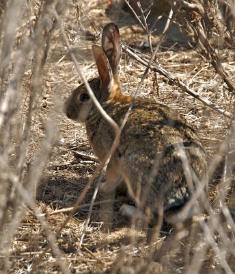 Cottontail spotted