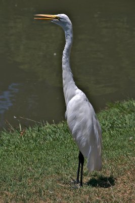 Great Egret