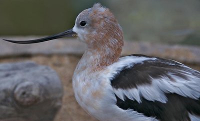 Avocet