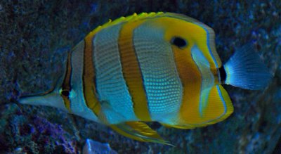 Butterflyfish