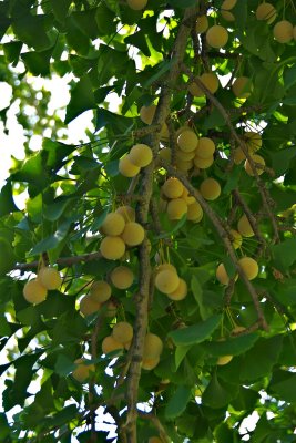 Ginko Biloba fruit