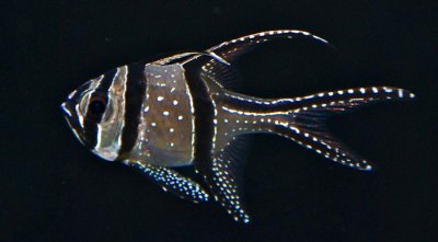 Banggai Cardinalfish