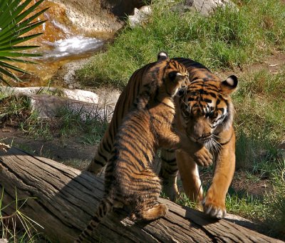 1 cub and mother