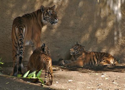 Mom with 2 of the cubs
