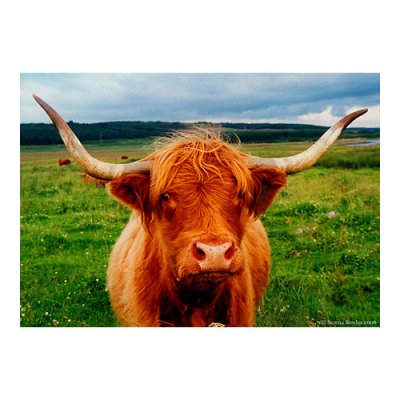 March - Highland Cow