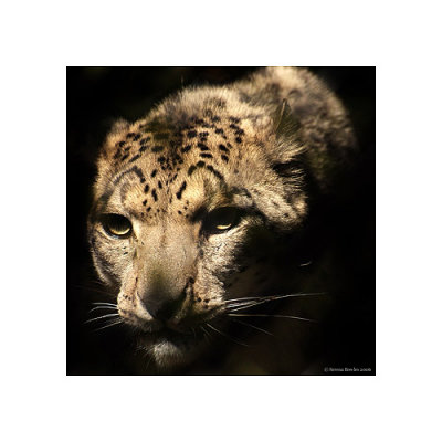 November - The Snow Leopard