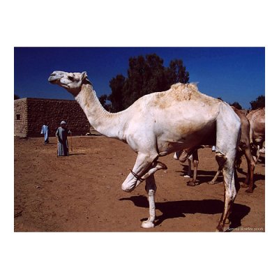 April - Hopping Camel