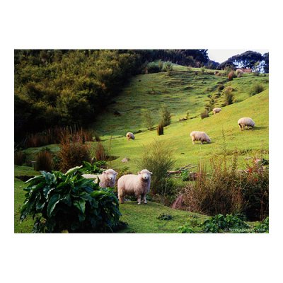 July - New Zealand Lamb