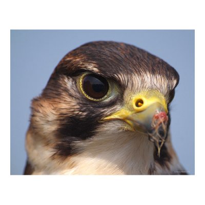 September - Peregrine Falcon