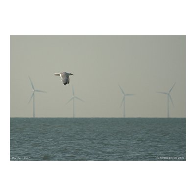 December - Seagulls and Windmills