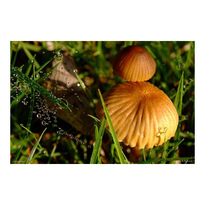 October - Morning Mushrooms