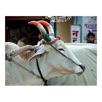 January - Indian Cow
