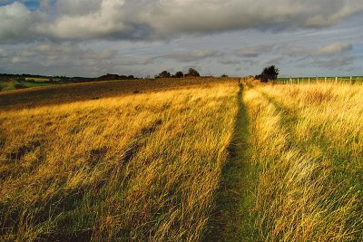 Long Grass