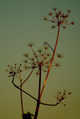 Empty Parasol