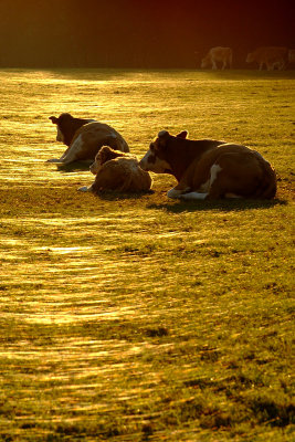 Sitting Cows