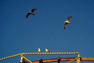 Seagulls in Flight