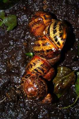 Sexy Snails