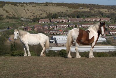 The Whinless Two