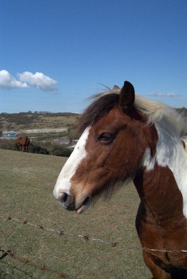 Horse on the Hills
