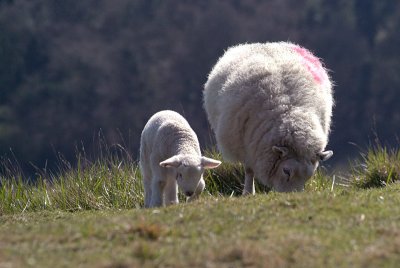 Learning to Graze