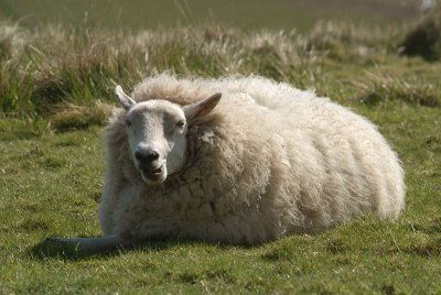 Baa-my