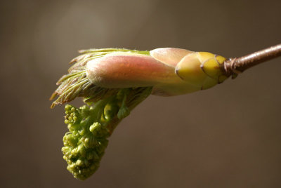 Bursting With Life