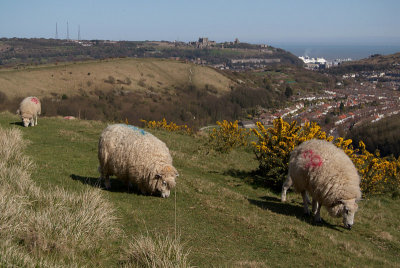 Dover Sheep