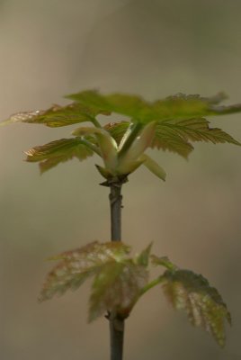 New Growth