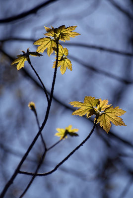 New Life